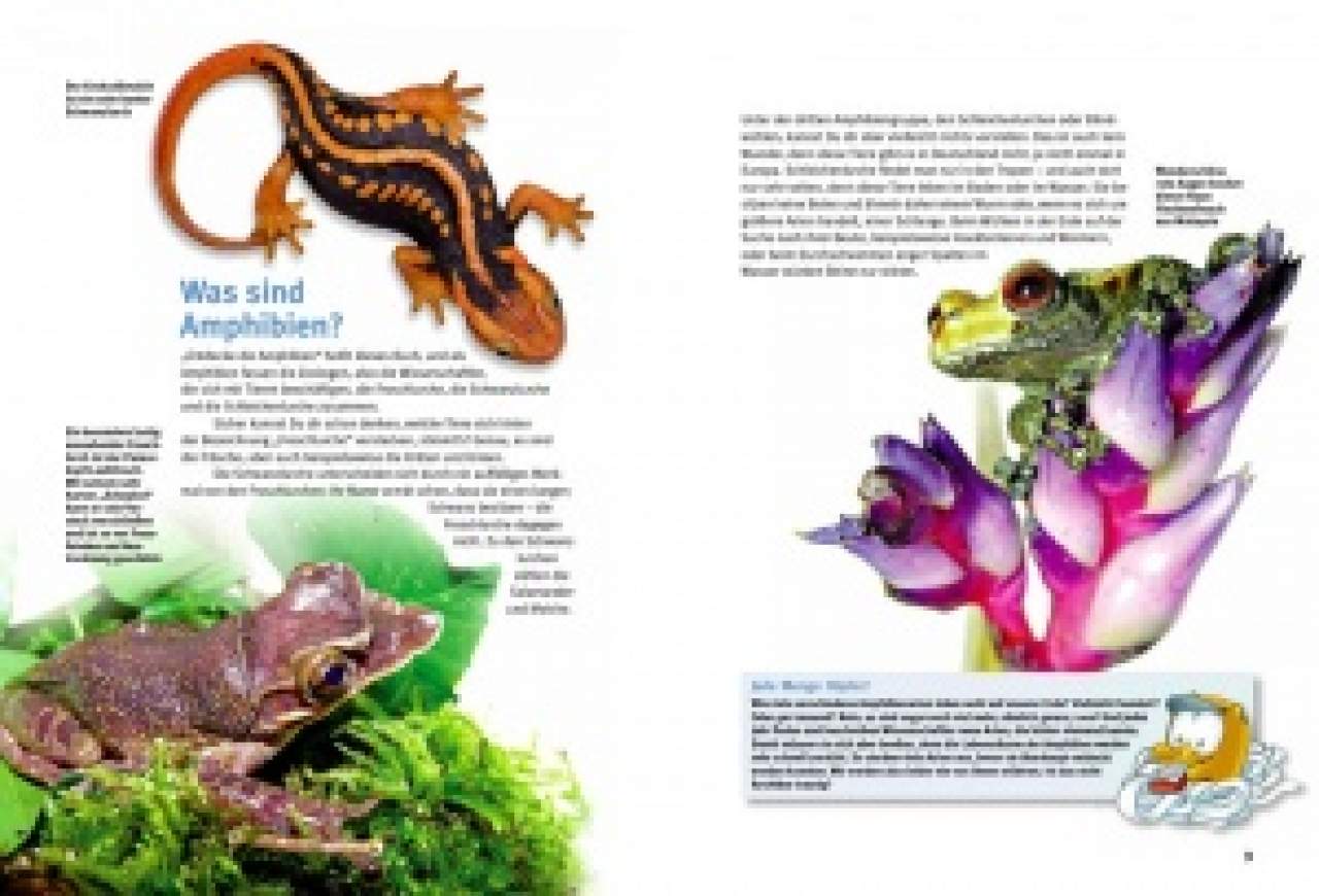 Entdecke die Amphibien